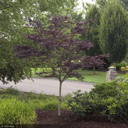 Japanese Maple, Emperor I #5